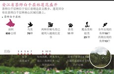 图表新闻：安江省茶师白千层林莲花盛开