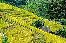 组图：河江省黄树肥的美丽梯田