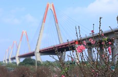 组图：日新桃花园备足“姹紫嫣红”迎新春