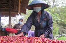 《英国—越南自贸协定》：越南向英国出口咖啡前景广阔