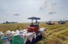 越南稻米行业出现积极信号 