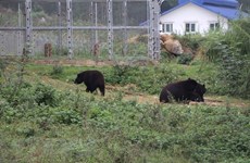 宁平省黑熊保护中心：喜爱自然游客的热门旅游点