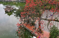组图：河内市天福寺木棉花盛开染红一片天空