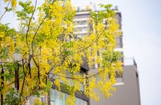 组图：来到首都河内欣赏格外灿烂的腊肠树花