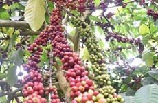 力争至2025年咖啡重新种植和嫁接面积10.7万公顷