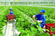 越南积极减少农业生产中的温室气体排放 