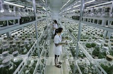 越南努力发展绿色农业 