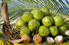 越南推动椰子产业可持续发展