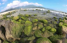 越南旅游：南乌海边礁石上的苔藓季节（组图）
