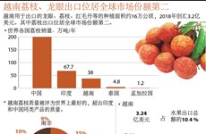 图表新闻：越南荔枝、龙眼出口位居全球市场份额第二