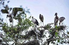 越南颁布法律规定紧急保护野生鸟类 