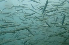 “为鱼儿盖房”项目：保护并推动渔业资源可持续发展