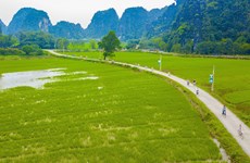 越南旅游：宁平省三谷碧洞胜地碧绿稻田一望无际（组图）