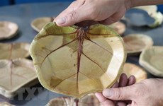 独特的海葡萄叶环保碟子