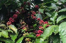 邦美蜀咖啡节:确立越南咖啡在国际市场上的地位