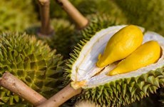 榴莲成为越南水果出口的主力产品 