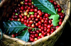 嘉莱省致力于打造精品咖啡品牌