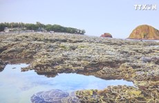 富安省需加强对燕岛珊瑚礁的保护措施