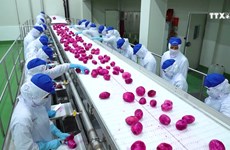 越南水果行业贮藏保鲜技术有待加强