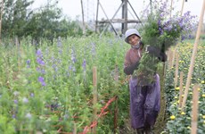 组图：西就村花农忙忙碌碌 为年底的鲜花供应做准备