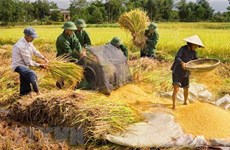 组图：越南人民军队帮助人民展开劳动生产活动  助推经济发展