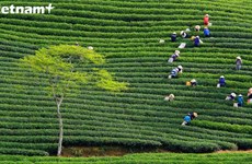 大叻市100年历史的茶叶种植基地