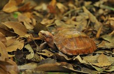 组图：菊芳龟类保护中心——珍稀龟类之家