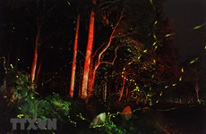组图：闪闪发光的萤火虫为菊芳国家公园平添一股浪漫气氛