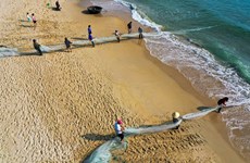 组图：岘港市渔民在沙滩拖网捕鱼  场面竟如此壮观
