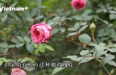 越南首个荣获国际认证的有机玫瑰花园