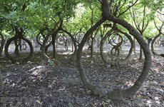组图：探索被列入越南记录的独特“无忧”树园