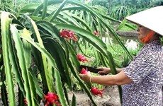 今年前11月越南水果蔬菜出口额达近22亿美元