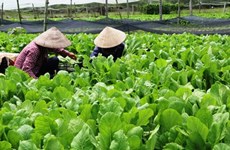 胡志明市发挥城市农业的优势
