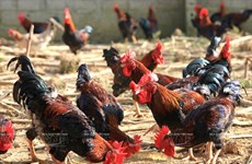 河内市巴维走山鸡—面向越南家禽商标