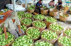 为越南水果寻找在世界市场上的立足之地
