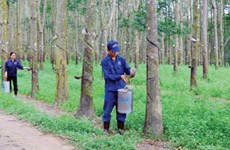 越南力推在柬埔寨的橡胶树种植项目发展