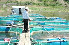 越南槟椥省力争2017年农林水产业总产值增长2%
