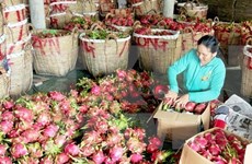 澳大利亚原则同意进口越南新鲜火龙果