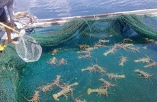 海水养殖业被视为越南水产业最具潜力的新走向