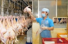 2017年越南有望对日本出口鸡肉 