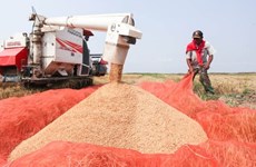 2017年老挝大米出口量预计达40万吨
