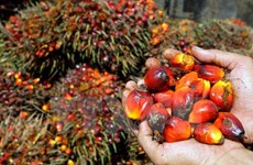2017年印尼棕榈油出口量可达2700万吨