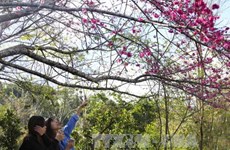 2017丁酉年春节期间赴奠边省旅游的游客量猛增