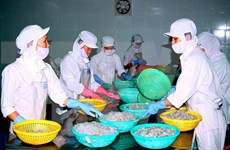 越南工商部要求澳大利亚早日取消对虾和未煮熟的虾肉进口暂停令