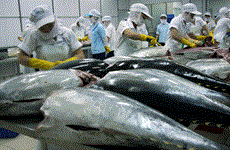 日本对越南金枪鱼征收高额关税  原有的竞争优势逐步削弱 