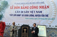 北江省千岁格木树被列入越南遗产树名录
