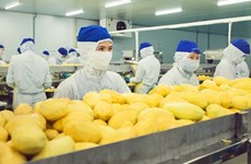 投资总额约5000亿越盾的蔬菜水果加工厂即将在西宁省动工兴建