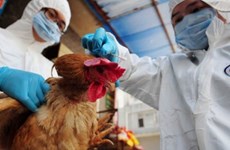 中国广西新增2例H7N9病例 越南高度重视防控工作