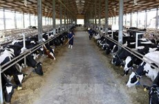 越南首家达到欧洲标准的有机奶牛养殖场正式落成