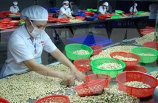 原料过度依赖进口阻碍越南腰果产业发展 
